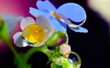 Schöne Blumen mit Tau HD Hintergrundbilder #11