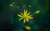 Schöne Blumen mit Tau HD Hintergrundbilder #12