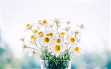 Schöne Blumen mit Tau HD Hintergrundbilder #15