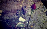 이슬의 HD 월페이퍼와 함께 아름 다운 꽃 #16