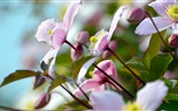 Schöne Blumen mit Tau HD Hintergrundbilder #17