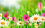 Schöne Blumen mit Tau HD Hintergrundbilder #18