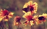 Schöne Blumen mit Tau HD Hintergrundbilder #19