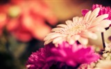 Красивые цветы с росой HD обои #20