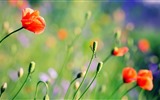 Schöne Blumen mit Tau HD Hintergrundbilder #22