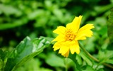 Belles fleurs fonds d'écran avec la rosée HD #23