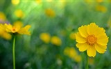 Schöne Blumen mit Tau HD Hintergrundbilder #32