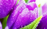 Schöne Blumen mit Tau HD Hintergrundbilder #34