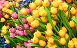 Čerstvé a barevné tulipány květinové HD tapety na plochu