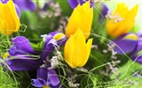 Frisch und bunten Tulpen Blumen HD Wallpaper #2