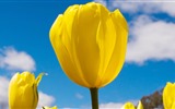 Frisch und bunten Tulpen Blumen HD Wallpaper #3