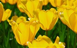 Fonds d'écran HD tulipes fleurs fraîches et colorées #5