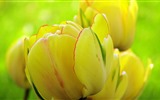 Fonds d'écran HD tulipes fleurs fraîches et colorées #6