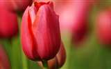 Frisch und bunten Tulpen Blumen HD Wallpaper #8