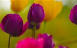 신선하고 화려한 튤립 꽃의 HD 배경 화면 #9