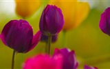 Fonds d'écran HD tulipes fleurs fraîches et colorées #9