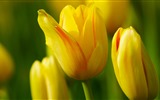 Frisch und bunten Tulpen Blumen HD Wallpaper #13