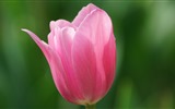 Frisch und bunten Tulpen Blumen HD Wallpaper #14