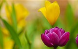 Fonds d'écran HD tulipes fleurs fraîches et colorées #15