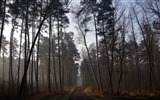 Les arbres, les montagnes, l'eau, lever et coucher du paysage de nature, fonds d'écran HD #18