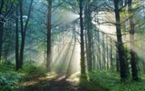 Les arbres, les montagnes, l'eau, lever et coucher du paysage de nature, fonds d'écran HD #23