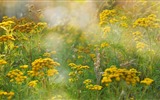 Les arbres, les montagnes, l'eau, lever et coucher du paysage de nature, fonds d'écran HD #25