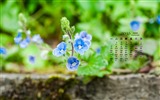 De marzo de fondo de pantalla de calendario el año 2016 (1) #10