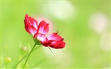 Gesang flowers desktop wallpapers