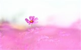 格桑鮮花桌面壁紙 #2