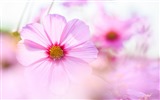 Gesang flowers desktop wallpapers #4