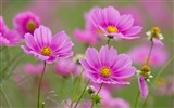 Gesang flowers desktop wallpapers #6