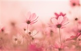 Gesang flowers desktop wallpapers #7