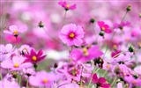 Gesang flowers desktop wallpapers #9