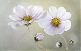 Gesang flowers desktop wallpapers #10