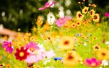 Свежие цветы и растения весной тематические обои #6