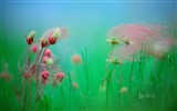 April 2016 Bing Thema HD-Wallpaper #28