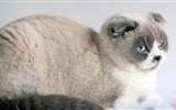 귀여운 애완 동물, 스코틀랜드 배 고양이의 HD 배경 화면 #5
