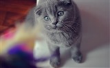 귀여운 애완 동물, 스코틀랜드 배 고양이의 HD 배경 화면 #6