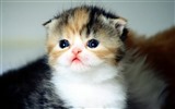 귀여운 애완 동물, 스코틀랜드 배 고양이의 HD 배경 화면 #8