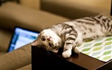 귀여운 애완 동물, 스코틀랜드 배 고양이의 HD 배경 화면 #9