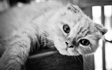 귀여운 애완 동물, 스코틀랜드 배 고양이의 HD 배경 화면 #10
