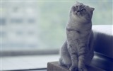 귀여운 애완 동물, 스코틀랜드 배 고양이의 HD 배경 화면 #12