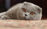 Cute pets, Scottish Fold cat HD wallpapers #13
