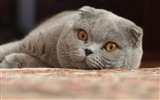 Tierisch, Scottish Fold Katze HD Wallpaper #13