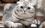 Cute pets, Scottish Fold cat HD wallpapers #14