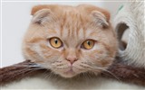 귀여운 애완 동물, 스코틀랜드 배 고양이의 HD 배경 화면 #15