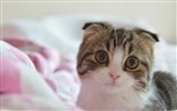 귀여운 애완 동물, 스코틀랜드 배 고양이의 HD 배경 화면 #17