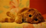 귀여운 애완 동물, 스코틀랜드 배 고양이의 HD 배경 화면 #18