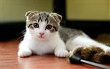 귀여운 애완 동물, 스코틀랜드 배 고양이의 HD 배경 화면 #22