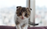 Cute pets, Scottish Fold cat HD wallpapers #23